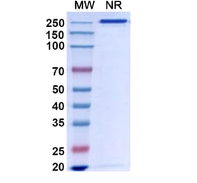 Chromatography profile - Bapineuzumab Biosimilar - Anti-APP Antibody - BSA and Azide free (A338748) - Antibodies.com