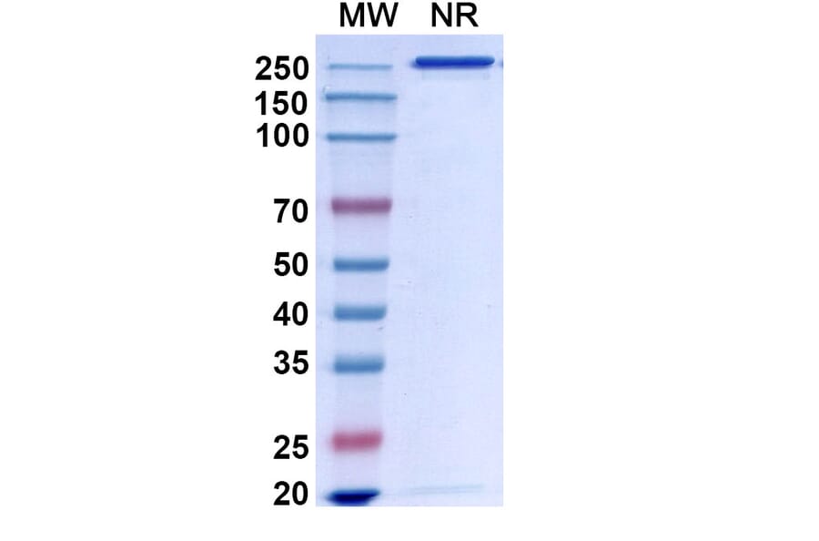 Chromatography profile - Bapineuzumab Biosimilar - Anti-APP Antibody - BSA and Azide free (A338748) - Antibodies.com