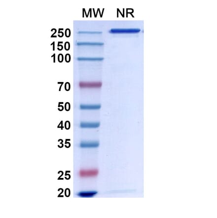 Chromatography profile - Bapineuzumab Biosimilar - Anti-APP Antibody - BSA and Azide free (A338748) - Antibodies.com