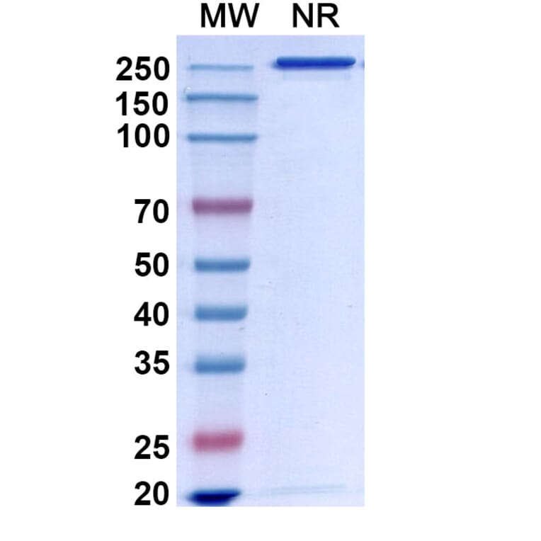 Chromatography profile - Bapineuzumab Biosimilar - Anti-APP Antibody - BSA and Azide free (A338748) - Antibodies.com