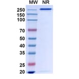 Chromatography profile - Bapineuzumab Biosimilar - Anti-APP Antibody - BSA and Azide free (A338748) - Antibodies.com