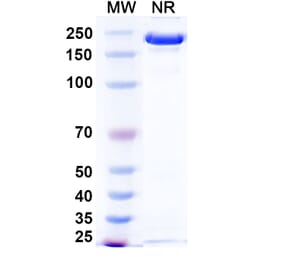 SDS-PAGE - Ponezumab Biosimilar - Anti-APP Antibody - BSA and Azide free (A338749) - Antibodies.com