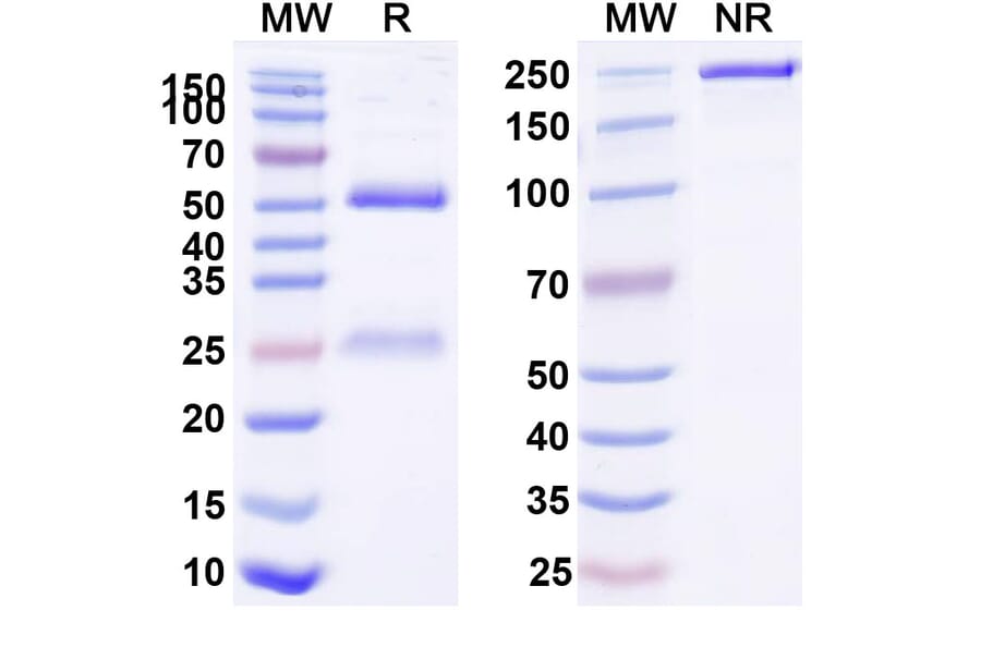 SDS-PAGE - Zagotenemab Biosimilar - Anti-Tau Antibody - BSA and Azide free (A338751) - Antibodies.com