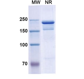 SDS-PAGE - Semorinemab Biosimilar - Anti-Tau Antibody - BSA and Azide free (A338753) - Antibodies.com