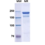 SDS-PAGE - Semorinemab Biosimilar - Anti-Tau Antibody - BSA and Azide free (A338753) - Antibodies.com