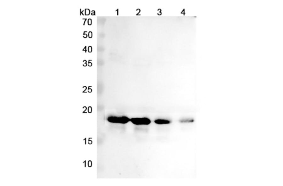 SDS-PAGE - Cinpanemab Biosimilar - Anti-alpha Synuclein Antibody - BSA and Azide free (A338755) - Antibodies.com