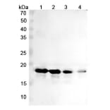SDS-PAGE - Cinpanemab Biosimilar - Anti-alpha Synuclein Antibody - BSA and Azide free (A338755) - Antibodies.com