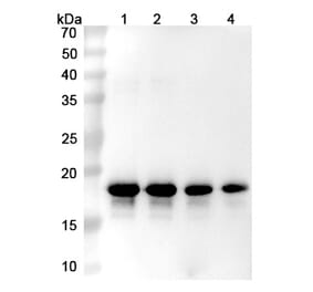 SDS-PAGE - Prasinezumab Biosimilar - Anti-alpha Synuclein Antibody - BSA and Azide free (A338756) - Antibodies.com