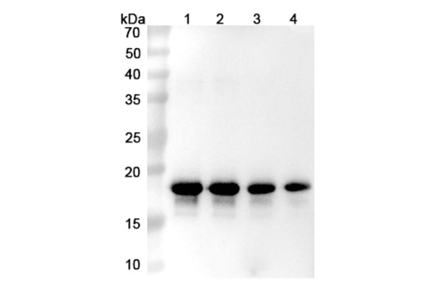 SDS-PAGE - Prasinezumab Biosimilar - Anti-alpha Synuclein Antibody - BSA and Azide free (A338756) - Antibodies.com