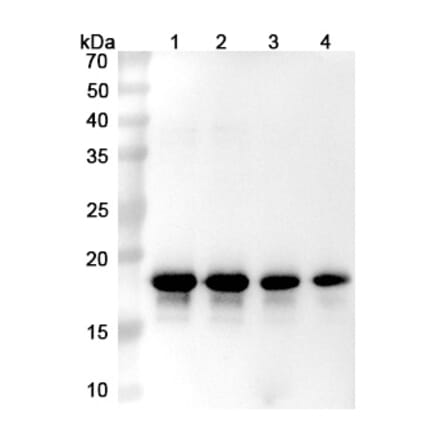 SDS-PAGE - Prasinezumab Biosimilar - Anti-alpha Synuclein Antibody - BSA and Azide free (A338756) - Antibodies.com