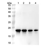 SDS-PAGE - Prasinezumab Biosimilar - Anti-alpha Synuclein Antibody - BSA and Azide free (A338756) - Antibodies.com
