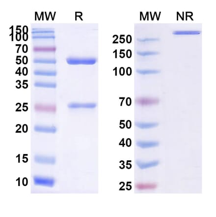 SDS-PAGE - Pintumomab Biosimilar - Anti-DPEP3 Antibody - BSA and Azide free (A338757) - Antibodies.com