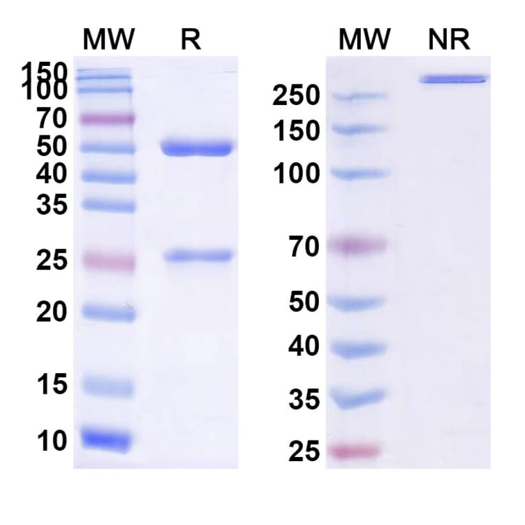 SDS-PAGE - Pintumomab Biosimilar - Anti-DPEP3 Antibody - BSA and Azide free (A338757) - Antibodies.com