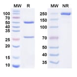 SDS-PAGE - Tamrintamab Biosimilar - Anti-DPEP3 Antibody - BSA and Azide free (A338758) - Antibodies.com
