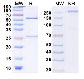 SDS-PAGE - Taplitumomab Biosimilar - Anti-CD19 Antibody - BSA and Azide free (A338759) - Antibodies.com
