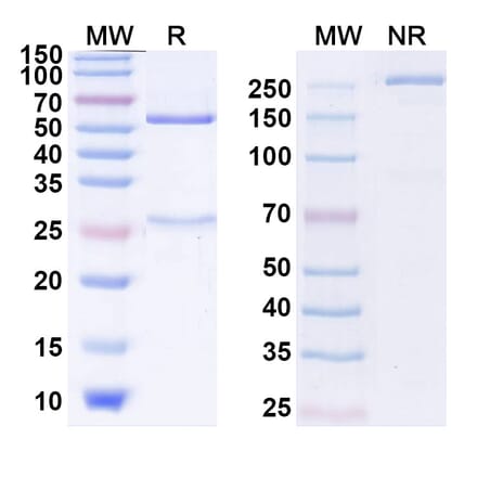 SDS-PAGE - Taplitumomab Biosimilar - Anti-CD19 Antibody - BSA and Azide free (A338759) - Antibodies.com