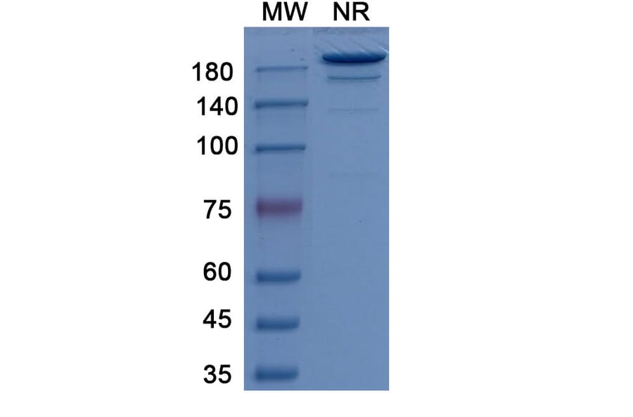 SDS-PAGE - Girentuximab Biosimilar - Anti-CA9 Antibody - BSA and Azide free (A338760) - Antibodies.com