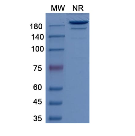 SDS-PAGE - Girentuximab Biosimilar - Anti-CA9 Antibody - BSA and Azide free (A338760) - Antibodies.com