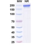 SDS-PAGE - Andecaliximab Biosimilar - Anti-MMP9 Antibody - BSA and Azide free (A338761) - Antibodies.com