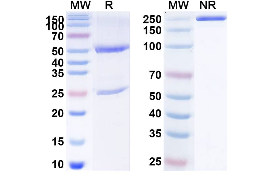 SDS-PAGE - Elgemtumab Biosimilar - Anti-ErbB3 Antibody - BSA and Azide free (A338762) - Antibodies.com