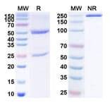SDS-PAGE - Elgemtumab Biosimilar - Anti-ErbB3 Antibody - BSA and Azide free (A338762) - Antibodies.com