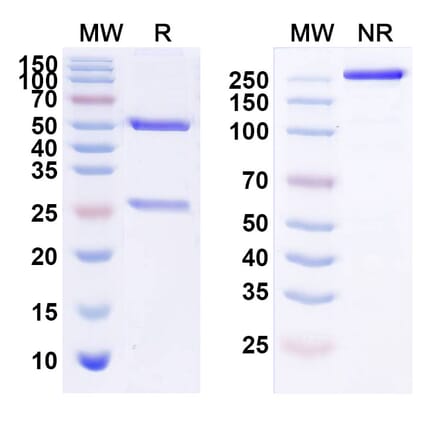 SDS-PAGE - Duligotuzumab Biosimilar - Anti-ErbB3 Antibody - BSA and Azide free (A338764) - Antibodies.com