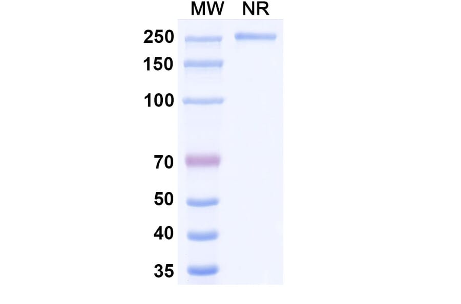 SDS-PAGE - Patritumab Biosimilar - Anti-ErbB3 Antibody - BSA and Azide free (A338765) - Antibodies.com