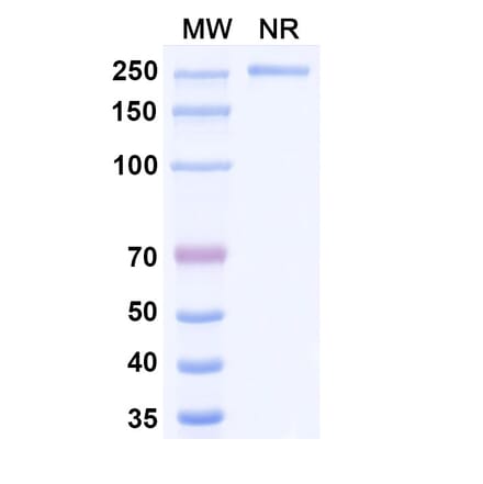 SDS-PAGE - Patritumab Biosimilar - Anti-ErbB3 Antibody - BSA and Azide free (A338765) - Antibodies.com