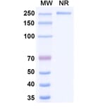 SDS-PAGE - Patritumab Biosimilar - Anti-ErbB3 Antibody - BSA and Azide free (A338765) - Antibodies.com