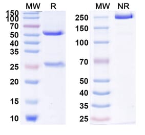 SDS-PAGE - Seribantumab Biosimilar - Anti-ErbB3 Antibody - BSA and Azide free (A338766) - Antibodies.com