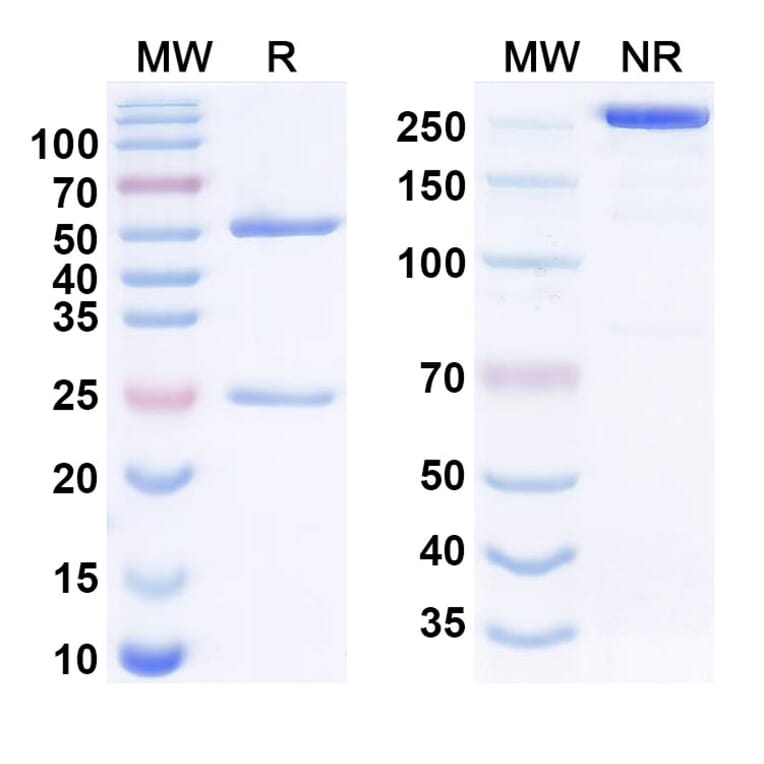 SDS-PAGE - Tiragolumab Biosimilar - Anti-TIGIT Antibody - BSA and Azide free (A338767) - Antibodies.com