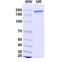 SDS-PAGE - Bococizumab Biosimilar - Anti-PCSK9 Antibody - BSA and Azide free (A338770) - Antibodies.com