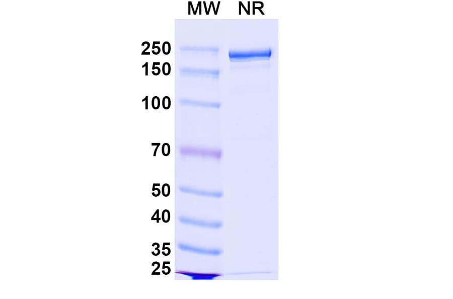 SDS-PAGE - Bococizumab Biosimilar - Anti-PCSK9 Antibody - BSA and Azide free (A338770) - Antibodies.com