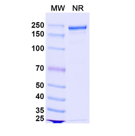 SDS-PAGE - Bococizumab Biosimilar - Anti-PCSK9 Antibody - BSA and Azide free (A338770) - Antibodies.com