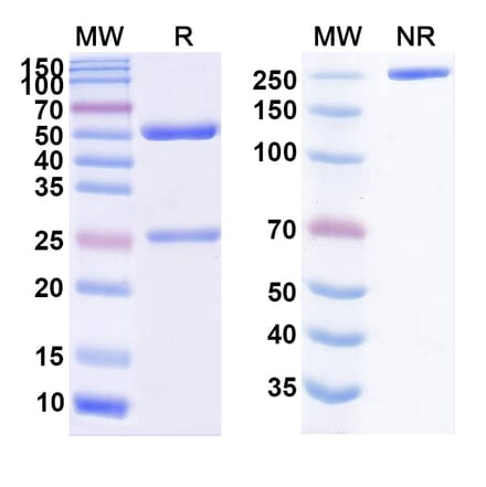 SDS-PAGE - Ongericimab Biosimilar - Anti-PCSK9 Antibody - BSA and Azide free (A338774) - Antibodies.com