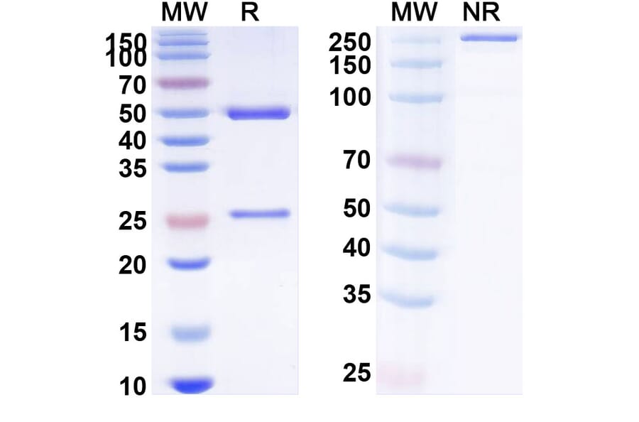 SDS-PAGE - Landogrozumab Biosimilar - Anti-Myostatin Antibody - BSA and Azide free (A338775) - Antibodies.com