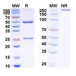 SDS-PAGE - Landogrozumab Biosimilar - Anti-Myostatin Antibody - BSA and Azide free (A338775) - Antibodies.com
