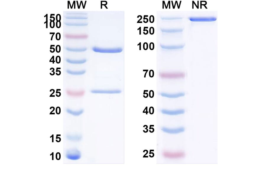 SDS-PAGE - Trevogrumab Biosimilar - Anti-Myostatin Antibody - BSA and Azide free (A338776) - Antibodies.com