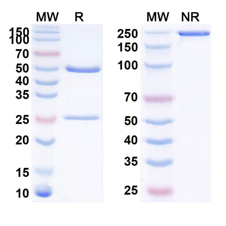 SDS-PAGE - Trevogrumab Biosimilar - Anti-Myostatin Antibody - BSA and Azide free (A338776) - Antibodies.com