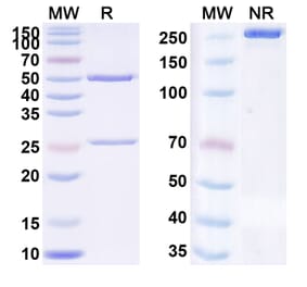 SDS-PAGE - Domagrozumab Biosimilar - Anti-Myostatin Antibody - BSA and Azide free (A338777) - Antibodies.com
