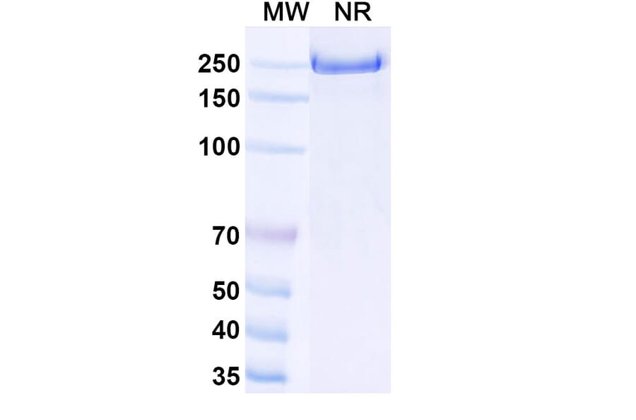 SDS-PAGE - Emibetuzumab Biosimilar - Anti-c-Met Antibody - BSA and Azide free (A338779) - Antibodies.com