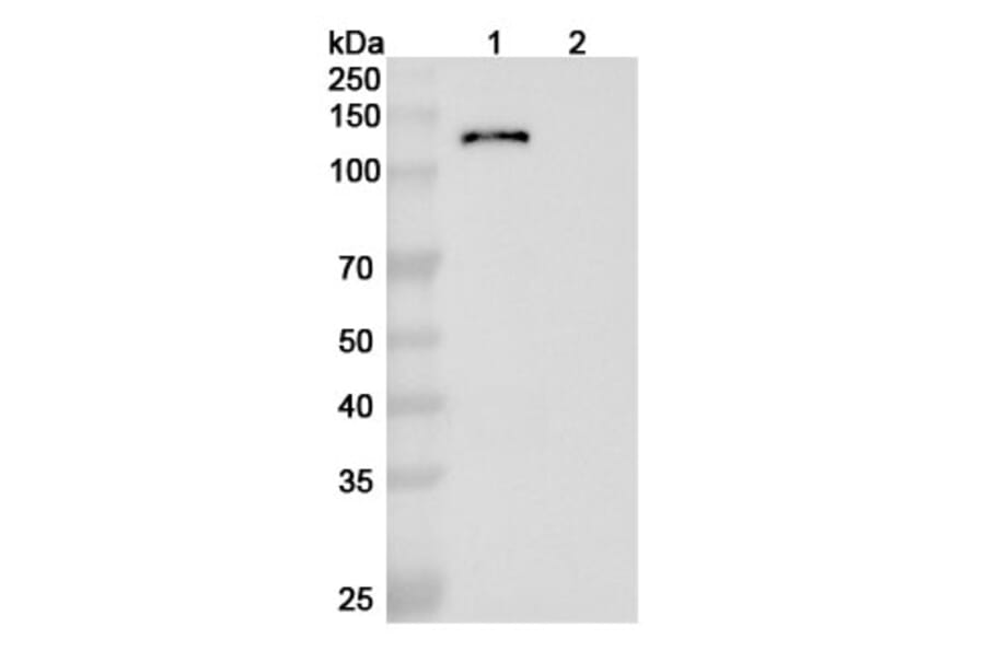SDS-PAGE - Emibetuzumab Biosimilar - Anti-c-Met Antibody - BSA and Azide free (A338779) - Antibodies.com