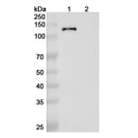SDS-PAGE - Emibetuzumab Biosimilar - Anti-c-Met Antibody - BSA and Azide free (A338779) - Antibodies.com