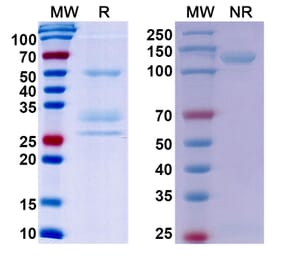 SDS-PAGE - Onartuzumab Biosimilar - Anti-c-Met Antibody - BSA and Azide free (A338780) - Antibodies.com
