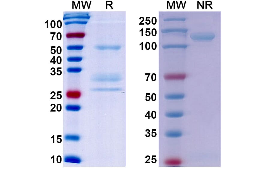 SDS-PAGE - Onartuzumab Biosimilar - Anti-c-Met Antibody - BSA and Azide free (A338780) - Antibodies.com
