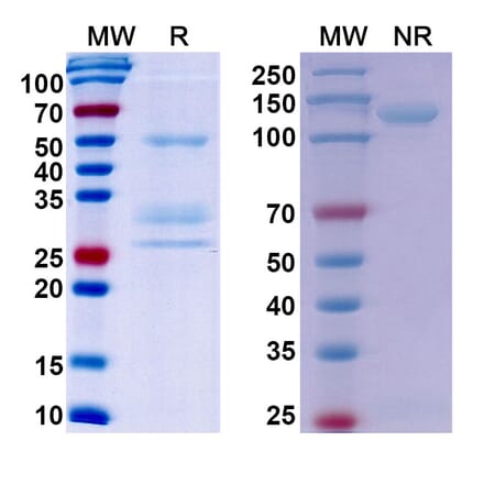 SDS-PAGE - Onartuzumab Biosimilar - Anti-c-Met Antibody - BSA and Azide free (A338780) - Antibodies.com