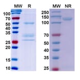 SDS-PAGE - Onartuzumab Biosimilar - Anti-c-Met Antibody - BSA and Azide free (A338780) - Antibodies.com