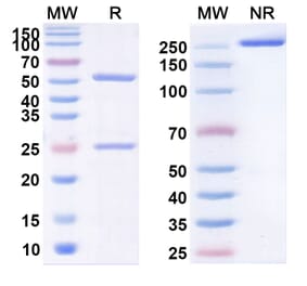 SDS-PAGE - Vapaliximab Biosimilar - Anti-AOC3 Antibody - BSA and Azide free (A338783) - Antibodies.com