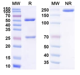 SDS-PAGE - Abagovomab Biosimilar - Anti-MUC16 Antibody - BSA and Azide free (A338785) - Antibodies.com