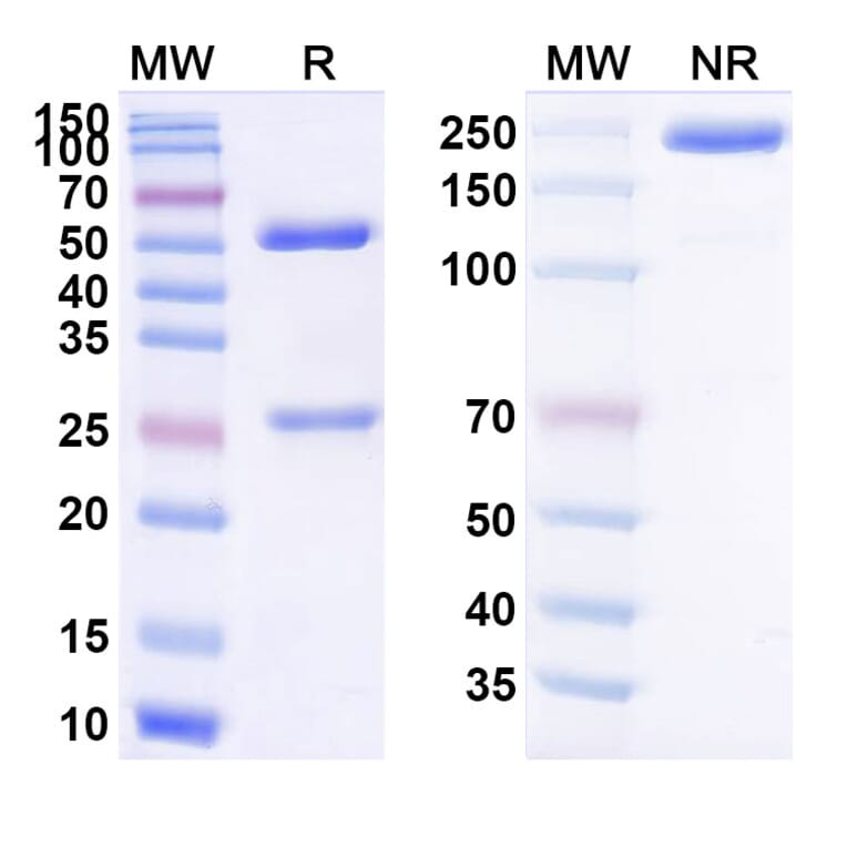 SDS-PAGE - Abagovomab Biosimilar - Anti-MUC16 Antibody - BSA and Azide free (A338785) - Antibodies.com